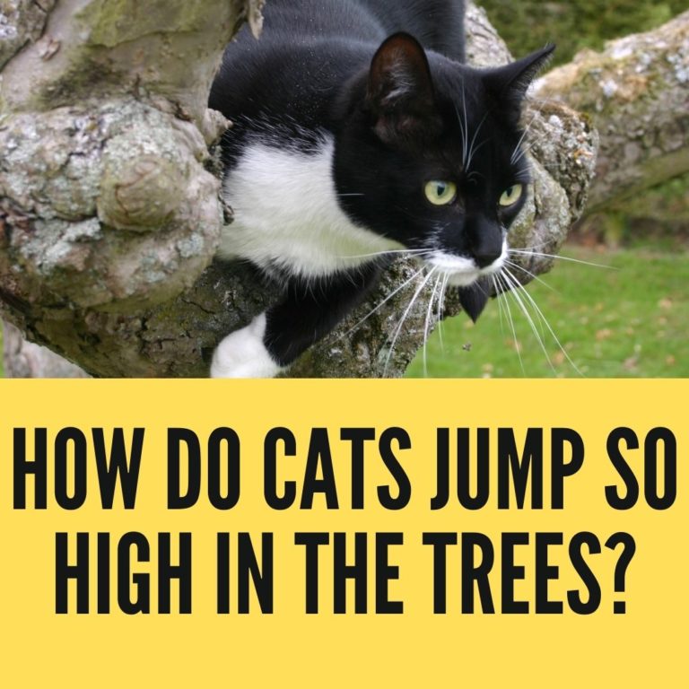 How Do Cats Jump So High in the Trees? Birman Cats Guide