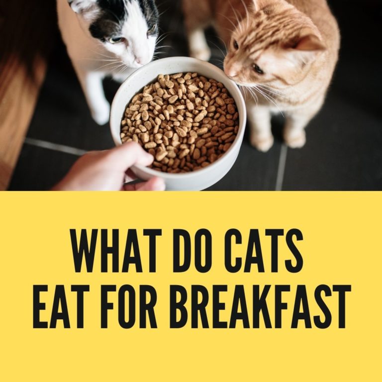 What Do Cats Like to Eat For Breakfast in Your Home? Birman Cats Guide