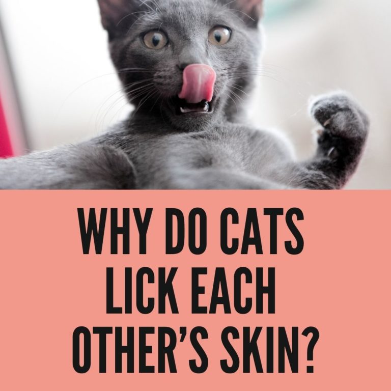 Why Do Cats Lick Each Other's Skin? Birman Cats Guide